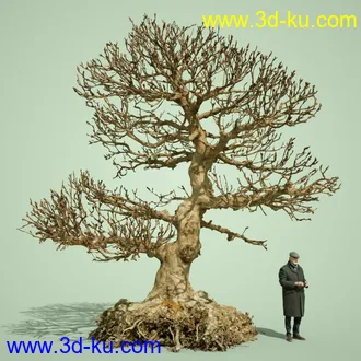 3D打印模型5 Dead Bonsai Trees Volume 2的图片
