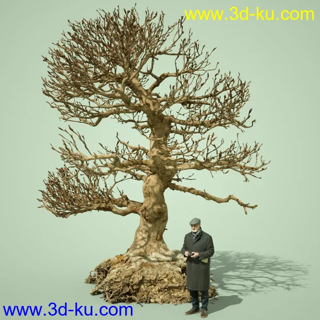 5 Dead Bonsai Trees Volume 2模型的图片8