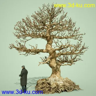 3D打印模型5 Dead Bonsai Trees Volume 2的图片
