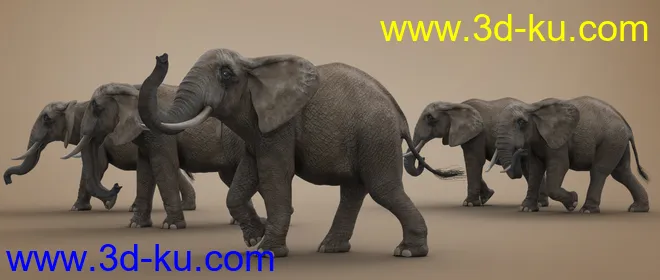 African Elephant Updated模型的图片2