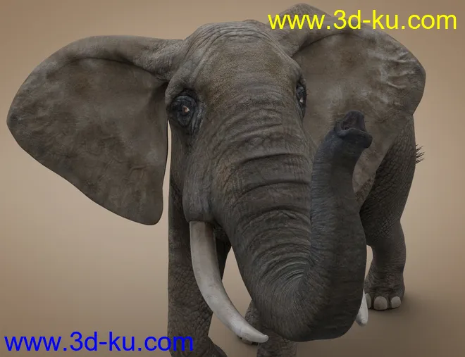African Elephant Updated模型的图片6