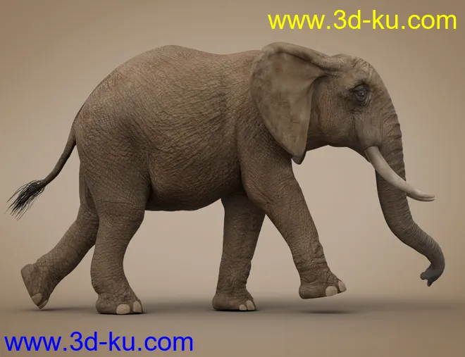 African Elephant Updated模型的图片7