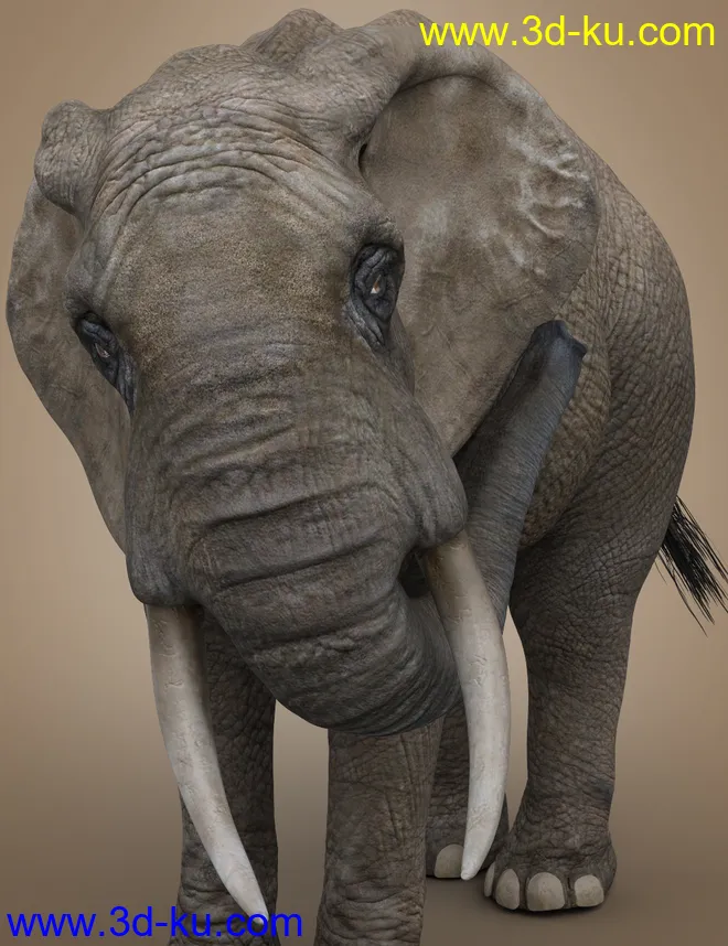 African Elephant Updated模型的图片8