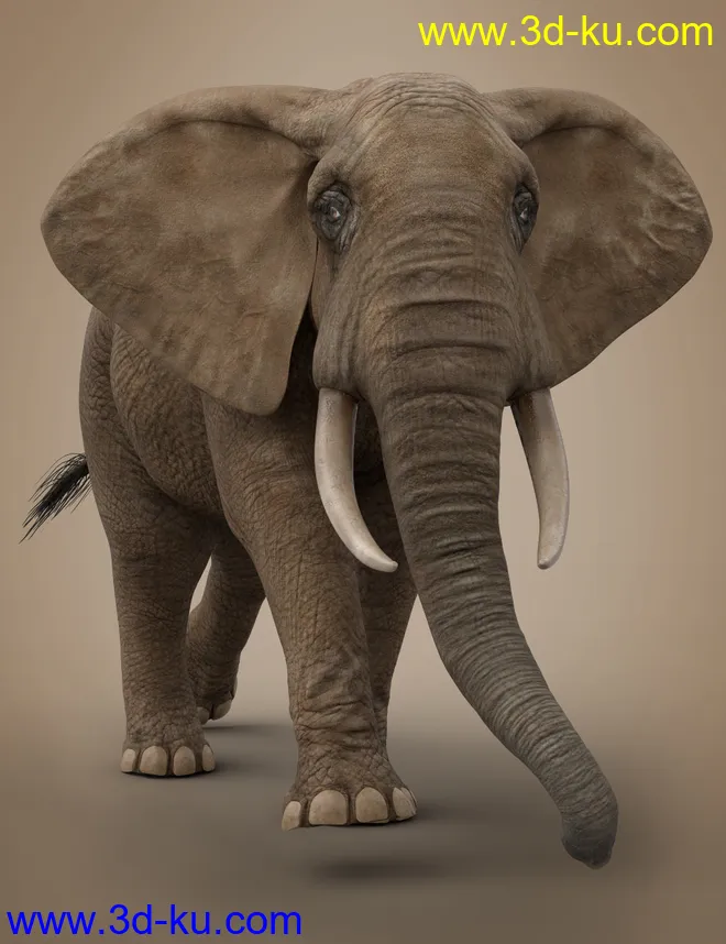 African Elephant Updated模型的图片10