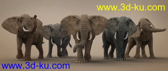 African Elephant Updated模型的图片11