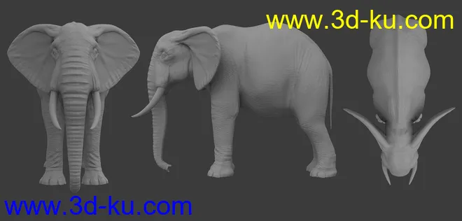 African Elephant Updated模型的图片12