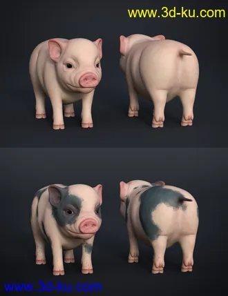 3D打印模型Fury The Piglet的图片