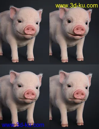 3D打印模型Fury The Piglet的图片