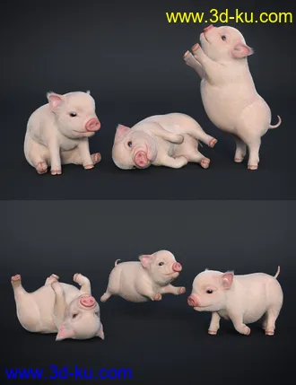 3D打印模型Fury The Piglet的图片