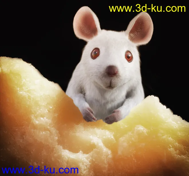 Mouse by AM模型的图片3