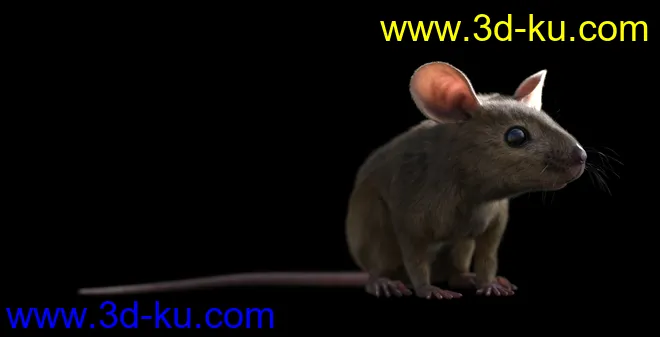 Mouse by AM模型的图片5