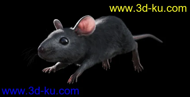 Mouse by AM模型的图片7