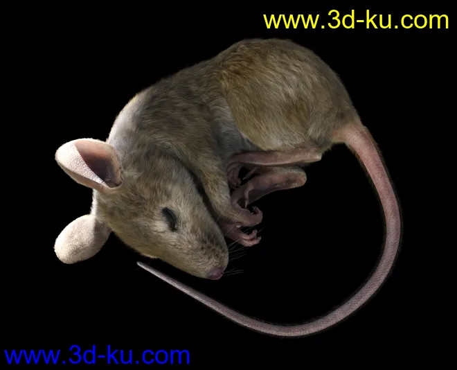 Mouse by AM模型的图片8