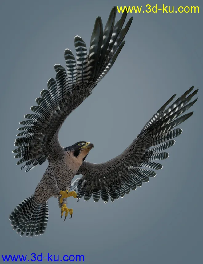 Peregrine Falcon for Deepsea's Eagle模型的图片1