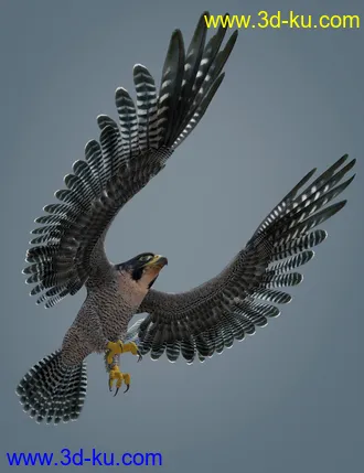 3D打印模型Peregrine Falcon for Deepsea's Eagle的图片
