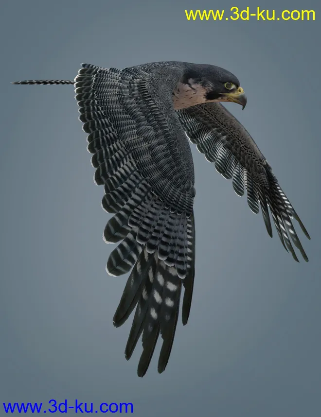 Peregrine Falcon for Deepsea's Eagle模型的图片3