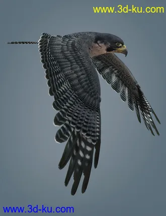 3D打印模型Peregrine Falcon for Deepsea's Eagle的图片