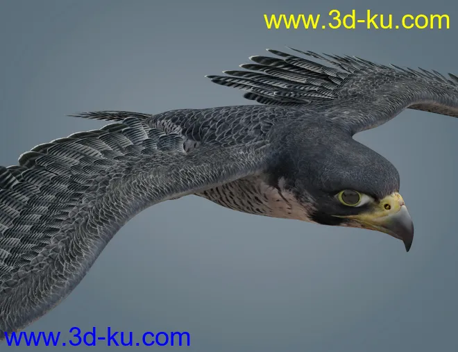 Peregrine Falcon for Deepsea's Eagle模型的图片4