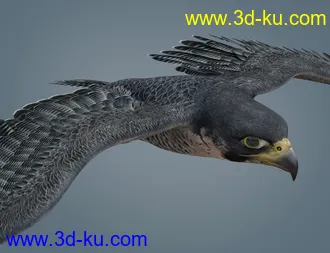 3D打印模型Peregrine Falcon for Deepsea's Eagle的图片