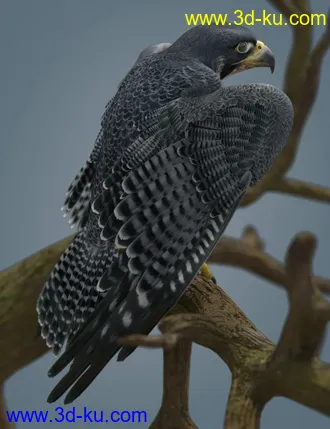 3D打印模型Peregrine Falcon for Deepsea's Eagle的图片