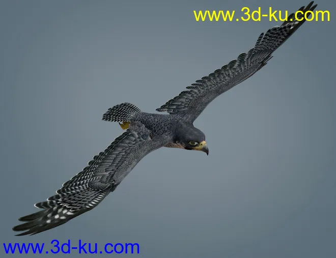 Peregrine Falcon for Deepsea's Eagle模型的图片7