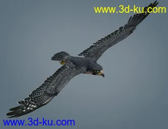3D打印模型Peregrine Falcon for Deepsea's Eagle的图片