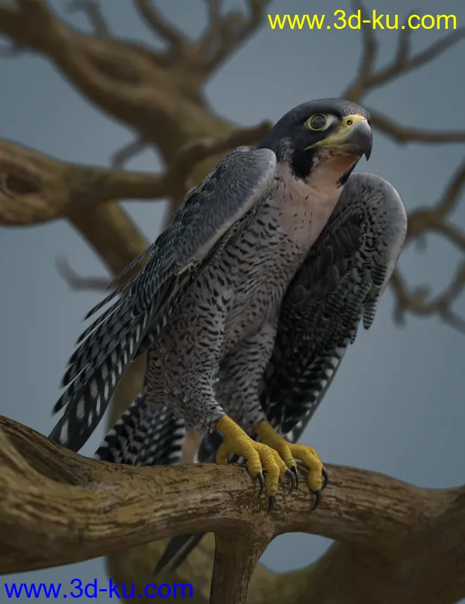 Peregrine Falcon for Deepsea's Eagle模型的图片8