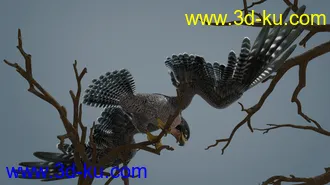 3D打印模型Peregrine Falcon for Deepsea's Eagle的图片