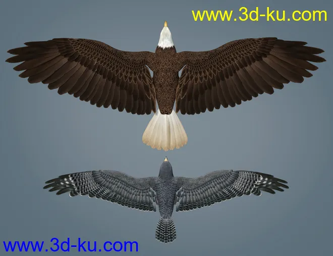 Peregrine Falcon for Deepsea's Eagle模型的图片10