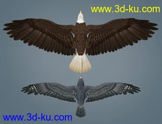 3D打印模型Peregrine Falcon for Deepsea's Eagle的图片