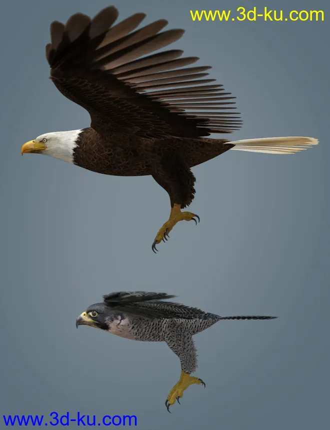 Peregrine Falcon for Deepsea's Eagle模型的图片11