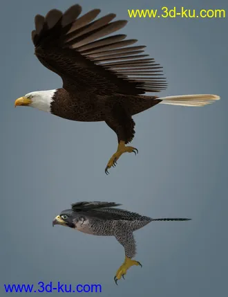 3D打印模型Peregrine Falcon for Deepsea's Eagle的图片