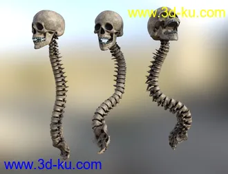 3D打印模型Skull n Spine的图片