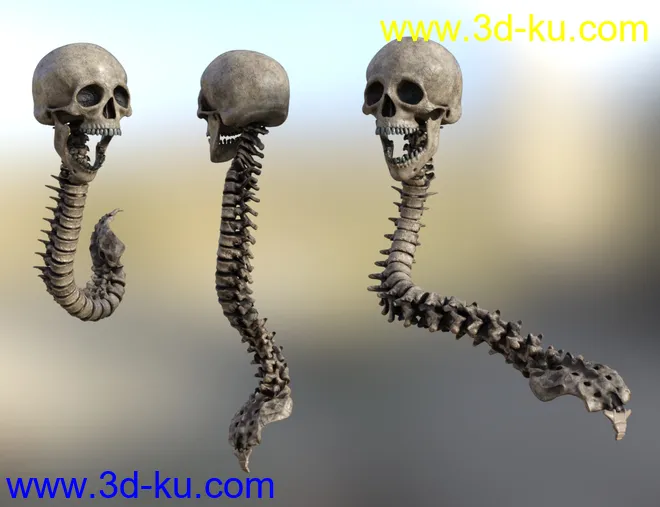 Skull n Spine模型的图片3