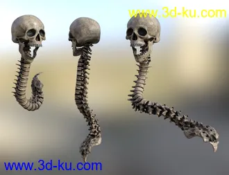 3D打印模型Skull n Spine的图片