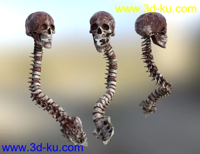 Skull n Spine模型的图片4