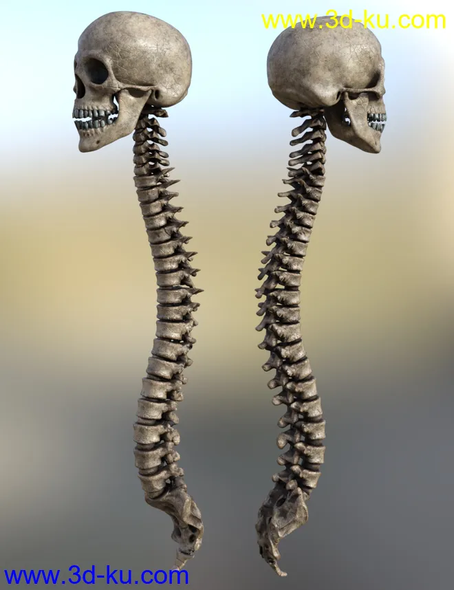 Skull n Spine模型的图片5