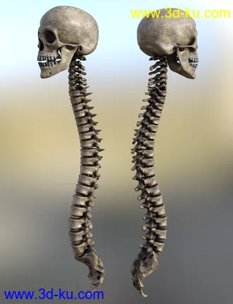 3D打印模型Skull n Spine的图片