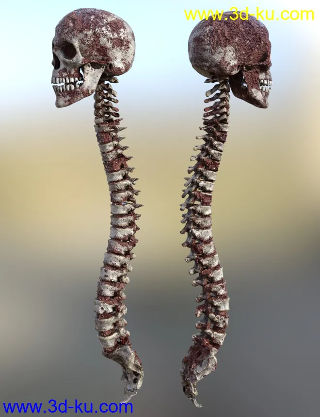 Skull n Spine模型的图片6