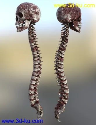 3D打印模型Skull n Spine的图片
