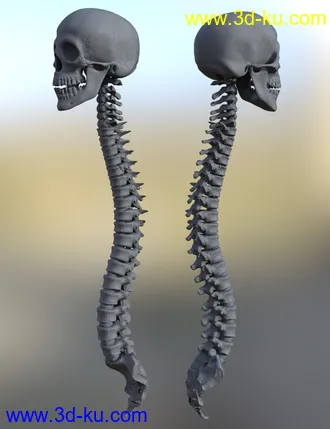 3D打印模型Skull n Spine的图片
