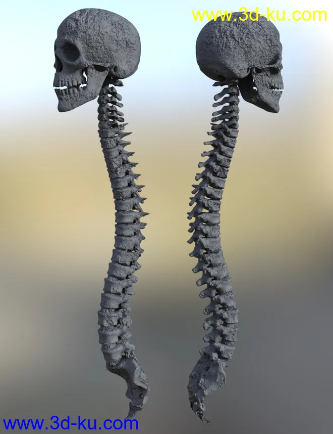 Skull n Spine模型的图片8