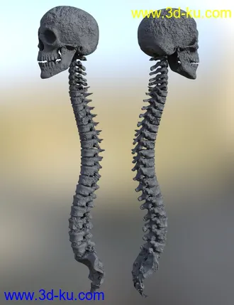 3D打印模型Skull n Spine的图片