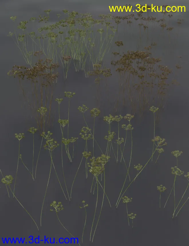 Wildflowers - Tall Weeds and Seed heads模型的图片7