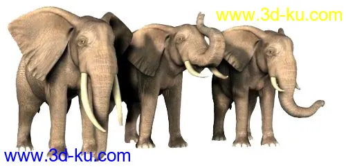 African Elephant模型的图片1