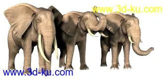 3D打印模型African Elephant的图片