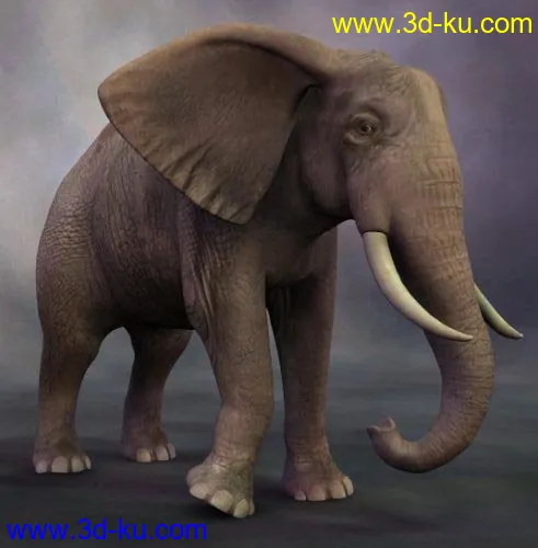 African Elephant模型的图片2