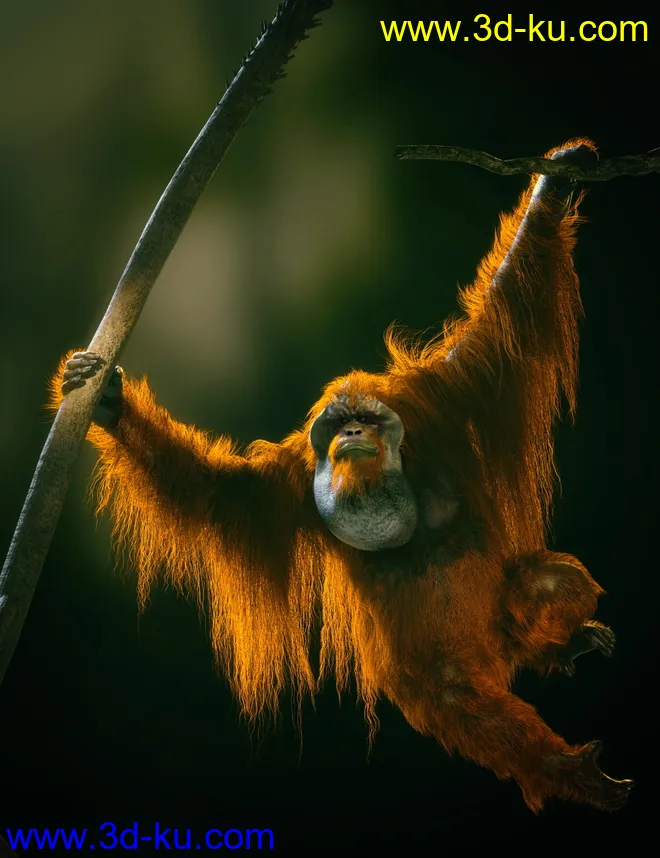 Anthropomorphs - Orangutan for Genesis 8 Male模型的图片1