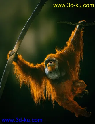 3D打印模型Anthropomorphs - Orangutan for Genesis 8 Male的图片