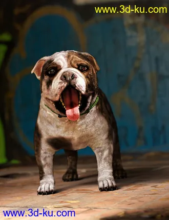 3D打印模型Baxter the English Bulldog for Dog 8的图片